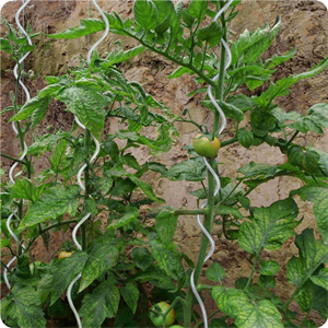 Tomato Spiral stakes for Garden Plant Support tomato Sprial Wire